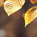 Holiday Sparkle Starts with October Gems